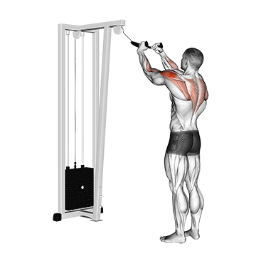 cable rear delt row (with rope)