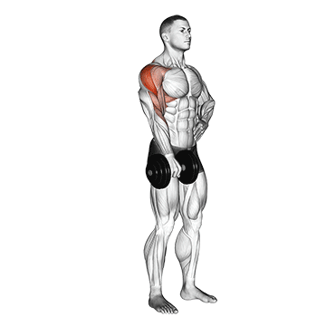 dumbbell one arm upright row