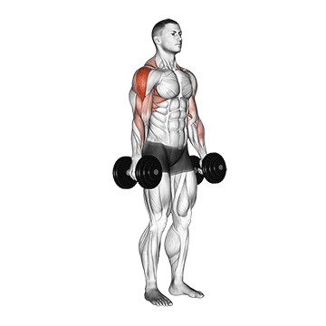 dumbbell raise