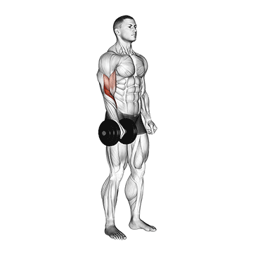 Animated demonstration of the dumbbell standing one arm reverse curl exercise, targeting the Biceps using Dumbbell.