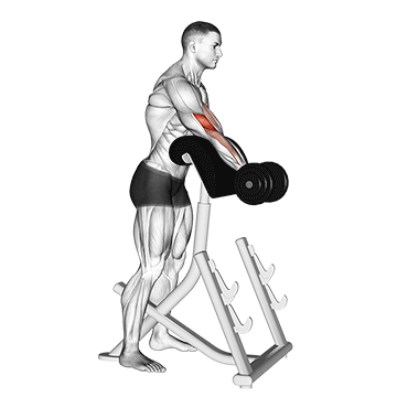 Animated demonstration of the dumbbell standing preacher curl exercise, targeting the Biceps using Dumbbell.