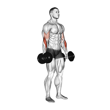 Animated demonstration of the dumbbell standing reverse curl exercise, targeting the Biceps using Dumbbell.