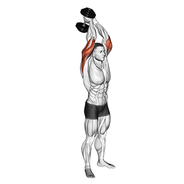Animated demonstration of the dumbbell standing triceps extension exercise, targeting the Triceps using Dumbbell.