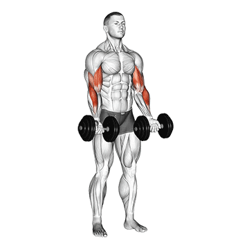 Animated demonstration of the dumbbell zottman curl exercise, targeting the Biceps using Dumbbell.