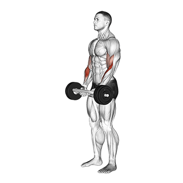 Animated demonstration of the olympic barbell hammer curl exercise, targeting the Biceps using Olympic barbell.