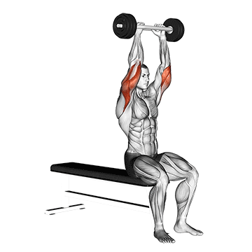 Animated demonstration of the olympic barbell triceps extension exercise, targeting the Triceps using Olympic barbell.