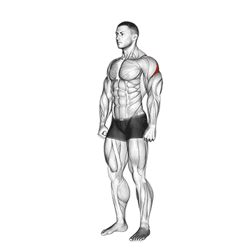 Animated demonstration of the rear deltoid stretch exercise, targeting the Delts using Body weight.