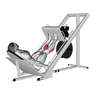 sled 45в° calf press