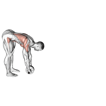 Animated demonstration of the standing wheel rollerout exercise, targeting the Abs using Wheel roller.