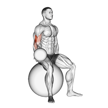 weighted seated bicep curl (on stability ball)