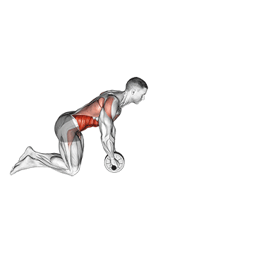 Animated demonstration of the wheel rollerout exercise, targeting the Abs using Wheel roller.