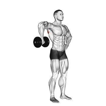 dumbbell upright shoulder external rotation
