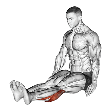 seated calf stretch (male)