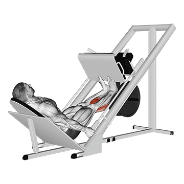 sled calf press on leg press