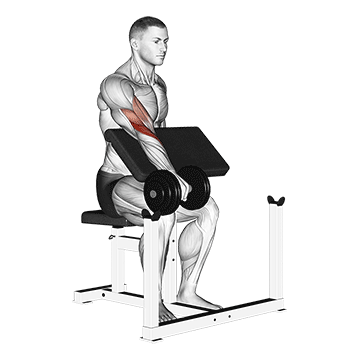 Animated demonstration of the dumbbell one arm reverse preacher curl exercise, targeting the Biceps using Dumbbell.