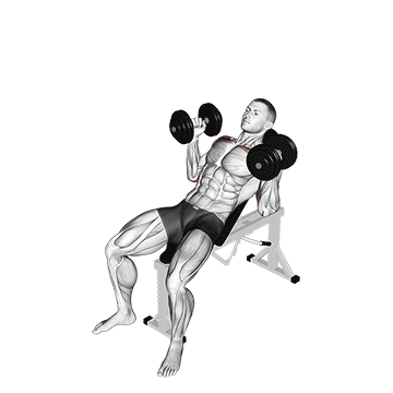 Animated demonstration of the dumbbell palms in incline bench press exercise, targeting the Triceps using Dumbbell.