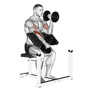 Animated demonstration of the dumbbell alternate hammer preacher curl exercise, targeting the Biceps using Dumbbell.