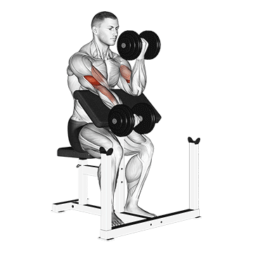 Animated demonstration of the dumbbell alternate preacher curl exercise, targeting the Biceps using Dumbbell.