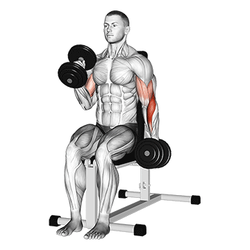 Animated demonstration of the dumbbell alternate seated hammer curl exercise, targeting the Biceps using Dumbbell.
