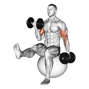 Animated demonstration of the dumbbell alternating bicep curl with leg raised on exercise ball exercise, targeting the Biceps using Dumbbell.