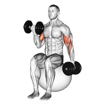 Animated demonstration of the dumbbell alternating seated bicep curl on exercise ball exercise, targeting the Biceps using Dumbbell.