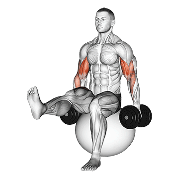 Animated demonstration of the dumbbell bicep curl on exercise ball with leg raised exercise, targeting the Biceps using Dumbbell.