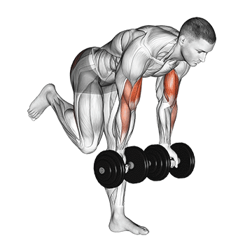 Animated demonstration of the dumbbell bicep curl with stork stance exercise, targeting the Biceps using Dumbbell.