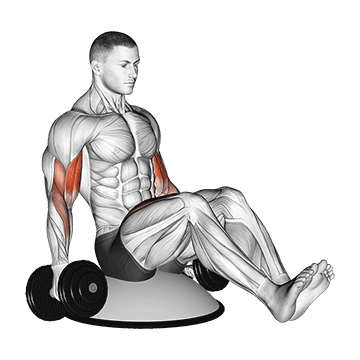 Animated demonstration of the dumbbell biceps curl v sit on bosu ball exercise, targeting the Biceps using Dumbbell.