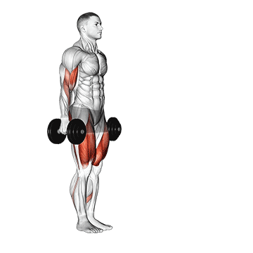 Animated demonstration of the dumbbell lunge with bicep curl exercise, targeting the Biceps using Dumbbell.