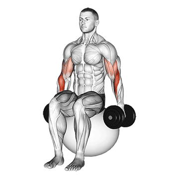 Animated demonstration of the dumbbell hammer curl on exercise ball exercise, targeting the Biceps using Dumbbell.