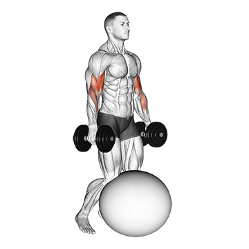 Animated demonstration of the dumbbell kneeling bicep curl exercise ball exercise, targeting the Biceps using Dumbbell.
