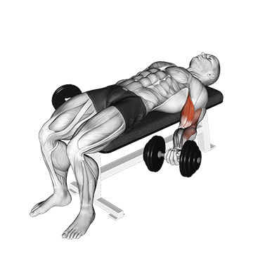 Animated demonstration of the dumbbell lying supine biceps curl exercise, targeting the Biceps using Dumbbell.
