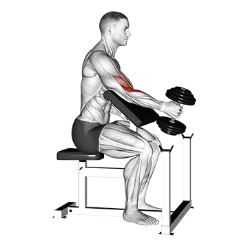 Animated demonstration of the dumbbell one arm hammer preacher curl exercise, targeting the Biceps using Dumbbell.