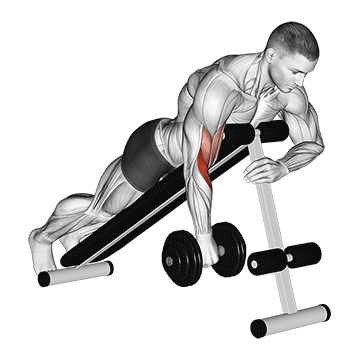 Animated demonstration of the dumbbell one arm reverse spider curl exercise, targeting the Biceps using Dumbbell.