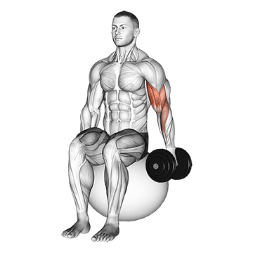 Animated demonstration of the dumbbell one arm seated bicep curl on exercise ball exercise, targeting the Biceps using Dumbbell.
