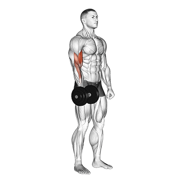 Animated demonstration of the dumbbell one arm standing curl exercise, targeting the Biceps using Dumbbell.