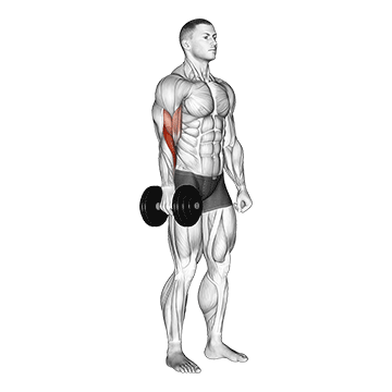 Animated demonstration of the dumbbell one arm standing hammer curl exercise, targeting the Biceps using Dumbbell.