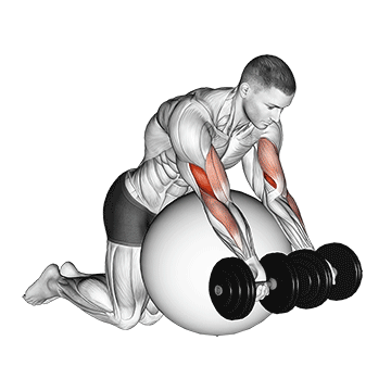 Animated demonstration of the dumbbell preacher curl over exercise ball exercise, targeting the Biceps using Dumbbell.