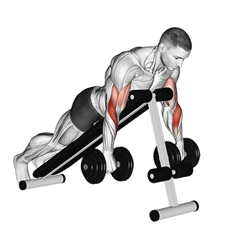 Animated demonstration of the dumbbell reverse spider curl exercise, targeting the Biceps using Dumbbell.