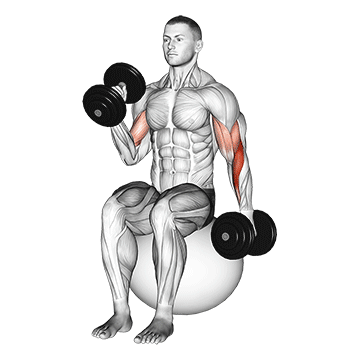 Animated demonstration of the dumbbell seated alternate hammer curl on exercise ball exercise, targeting the Biceps using Dumbbell.
