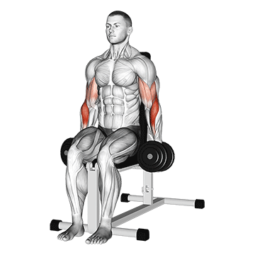 Animated demonstration of the dumbbell seated hammer curl exercise, targeting the Biceps using Dumbbell.