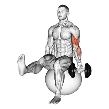 Animated demonstration of the dumbbell seated one arm bicep curl on exercise ball with leg raised exercise, targeting the Biceps using Dumbbell.