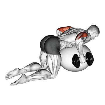 Animated demonstration of the dumbbell kickbacks on exercise ball exercise, targeting the Triceps using Dumbbell.