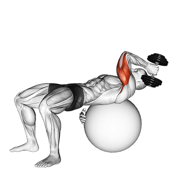 Animated demonstration of the dumbbell one arm french press on exercise ball exercise, targeting the Triceps using Dumbbell.