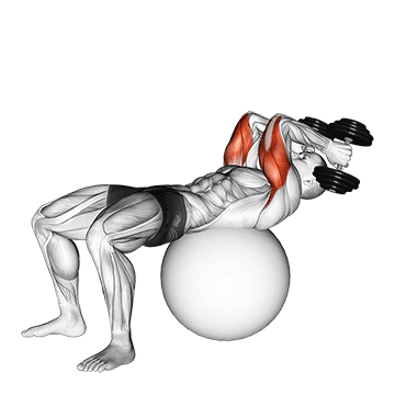 Animated demonstration of the exercise ball supine triceps extension exercise, targeting the Triceps using Dumbbell.