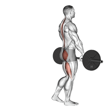 barbell single leg deadlift