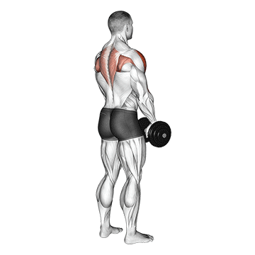 Animated demonstration of the dumbbell upright row (back pov) exercise, targeting the Delts using Dumbbell.