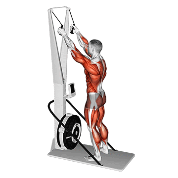 Animated demonstration of the ski ergometer exercise, targeting the Triceps using SkiErg machine.
