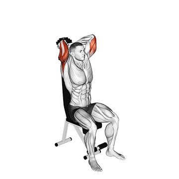 Animated demonstration of the dumbbell seated triceps extension exercise, targeting the Triceps using Dumbbell.
