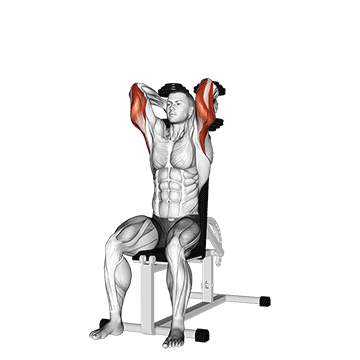 Animated demonstration of the dumbbells seated triceps extension exercise, targeting the Triceps using Dumbbell.